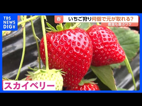 春休み家族連れでにぎわう「いちご狩り」！何個食べれば元が取れる？スーパーで買うよりお得！？なワケ｜TBS NEWS D… サムネイル