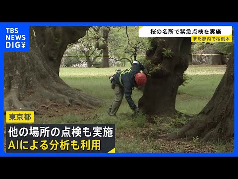 都内で相次ぐ倒木… 桜の名所「砧公園」で緊急点検実施 調査した25本のうち状態が悪い7本見つかる　今後はAIによる分析… サムネイル