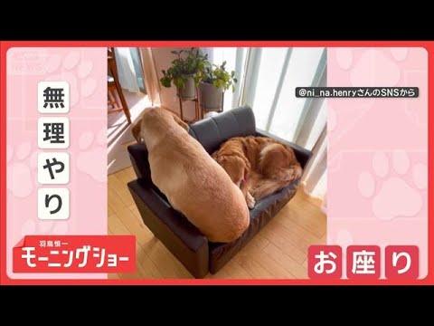 「一緒に座らせて！」　ギュウギュウ…寄り添う仲良しワンちゃん　くっつきたいの？【羽鳥慎一モーニングショー】(2025年… サムネイル
