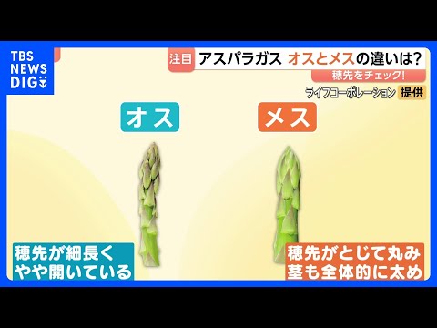「太くて甘い」初夏のアスパラガス　実は“オス”と“メス”がある！？見分け方や味の違いとは　メスは食感もやわらかい！？｜… サムネイル