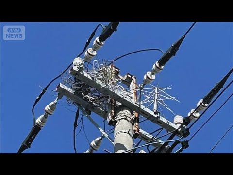 電柱にハンガー等で作られたカラスの巣　停電の原因に　電力会社「見つけたら連絡を」【知っておきたい！】【グッド！モーニン… サムネイル