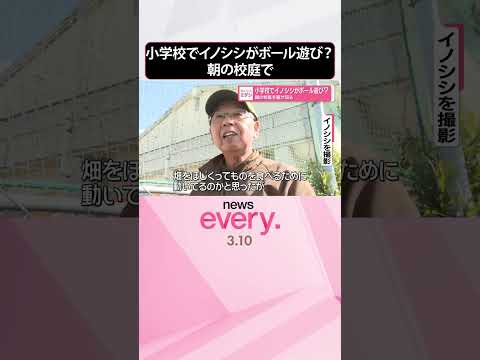 【イノシシ】朝の校庭を駆け回る  小学校でボール遊び？  shorts サムネイル