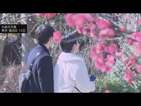 梅花彩る江戸花屋敷　向島百花園で「梅まつり」開催　東京・墨田区(2026年2月14日) サムネイル