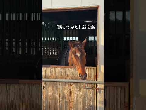【踊ってみた】新宝島を踊る愛馬　ていね　ていね　丁寧に サムネイル