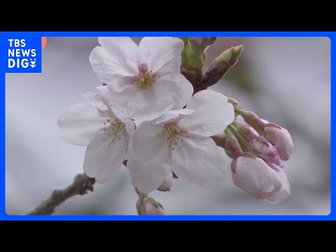 「暗いニュースが多いのでちょっと喜ばしい気持ち」東京の桜が開花　発表基準を上回る“61輪”　平年より5日早い｜TBS… サムネイル