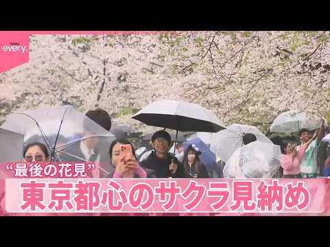 【“最後の花見”】上野公園にぎわう  東京都心に冷たい雨 サムネイル
