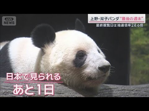 さよなら双子パンダ　現役職員らが語った飼育秘話【サタデーステーション】(2026年1月24日) サムネイル