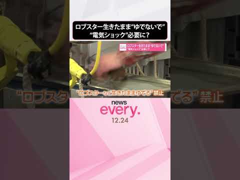 【ロブスター】生きたまま“ゆでないで”  “電気ショック”必要に？  shorts サムネイル