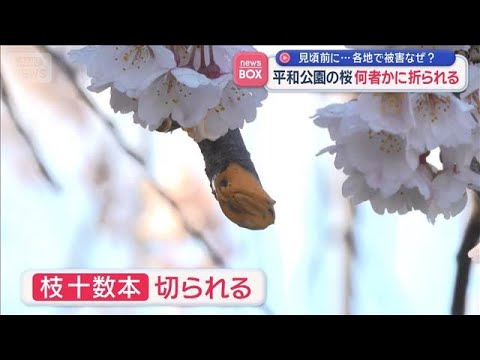 見頃前に…各地で被害なぜ？　平和公園の桜　何者かに折られる【スーパーJチャンネル】(2026年3月26日) サムネイル