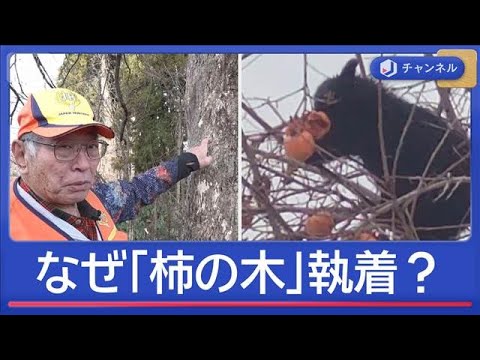 “クマ捕獲の最前線”猟友会が感じた異変　なぜ「柿の木」に執着する？【スーパーJチャンネル】(2025年12月23日) サムネイル