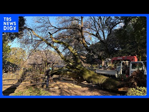 【速報】東京・世田谷区の砧公園でまた倒木　これまでにけが人は確認されておらず　公園の管理事務所　先月も高さ10ｍ以上の… サムネイル