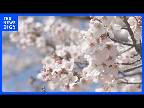 【ハイライト】桜の下で大人も子どもも笑顔に　第17回ひたち大宮辰ノ口 桜まつり（2026年4月3日） サムネイル