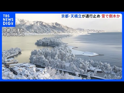 京都・天橋立で複数の松が倒れ通行止め　雪の重みか　京都・宮津市の日本三景｜TBS NEWS DIG サムネイル