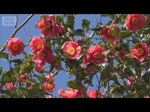 一足早い春の訪れ「椿まつり」 1000種を超える椿が咲く　伊豆大島(2026年2月1日) サムネイル