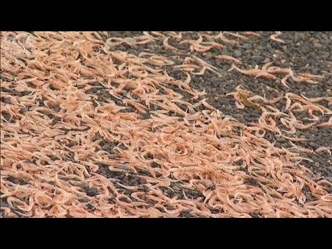 波打ち際にピンクの帯300m　オキアミの一種か　多数打ち上げられる　静岡・沼津市【知っておきたい！】【グッド！モーニン… サムネイル