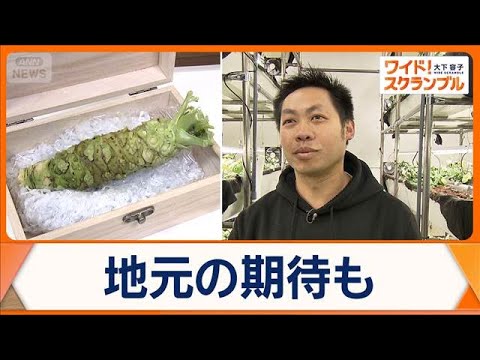 “食料問題救う”新ワサビ栽培　常識覆す…完全室内・流水使わず　北海道小樽市【ワイド！スクランブル】(2026年2月24… サムネイル