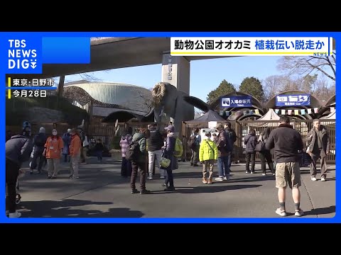 【オオカミ脱走】飼育エリアの壁に生えた植栽を伝って擁壁を飛び越えたか 麻酔銃など使い園内で捕獲　東京・日野市の多摩動物… サムネイル