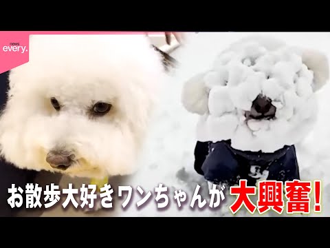 【投稿動画】お散歩大好きワンちゃんが雪に…/無言のアピール大作戦!? など『every.特集』 サムネイル