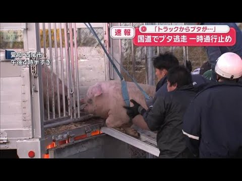 【速報】国道でブタ14頭が逃走　一時通行止め 「トラックからブタが…」 愛知・西尾市【スーパーJチャンネル】(2026… サムネイル