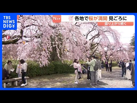 「暖かいのでみんなで楽しめれば」きのう“桜の満開”発表の仙台　花見客でにぎわう｜TBS NEWS DIG サムネイル