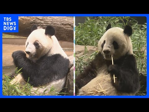 【速報】双子パンダ乗せた飛行機が成田空港を出発　日本国内のパンダは54年ぶりに0頭に｜TBS NEWS DIG サムネイル