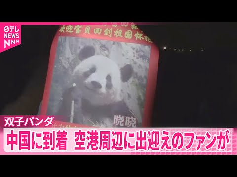 【中国に返還】双子のジャイアントパンダ  四川省の空港到着 サムネイル