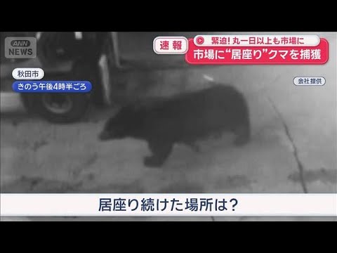 市場に“居座り”クマを捕獲　緊迫！丸一日以上も… 秋田【スーパーJチャンネル】(2025年12月23日) サムネイル