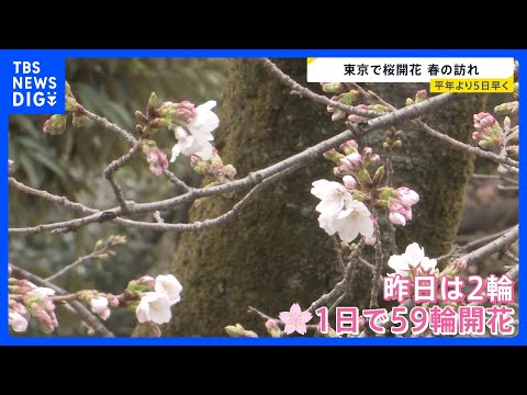 東京で桜開花を発表 平年より5日早く　靖国神社で開花発表基準を大きく上回る「61輪」確認｜TBS NEWS DIG サムネイル