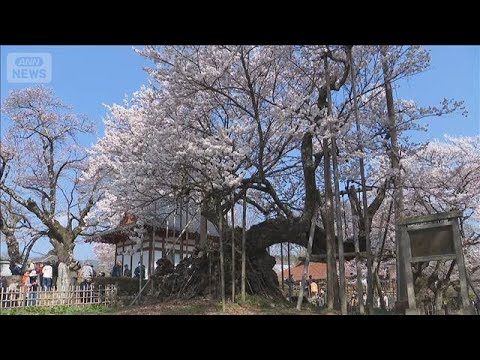 樹齢2000年 日本三大桜の山高神代桜が満開　山梨県(2026年3月29日) サムネイル