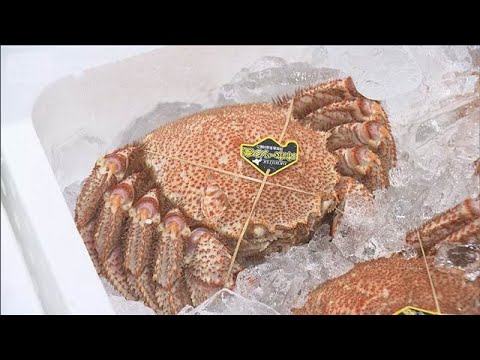 「海明け毛ガニ」初競り1万1390円　札幌市【スーパーJチャンネル】(2026年3月19日) サムネイル