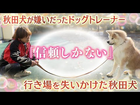 秋田犬が苦手だったドッグトレーナーと飼い主に手放された秋田犬【保護活動】噛みつき犬の更生【テレメンタリー】 サムネイル
