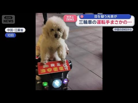 三輪車の運転手はまさかの…目を疑う光景が【スーパーJチャンネル】(2026年1月15日) サムネイル