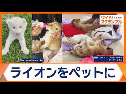 タイでライオンをペットに　子どもが重傷を負う事態　違法輸出も問題に【ワイド！スクランブル】(2026年1月20日) サムネイル