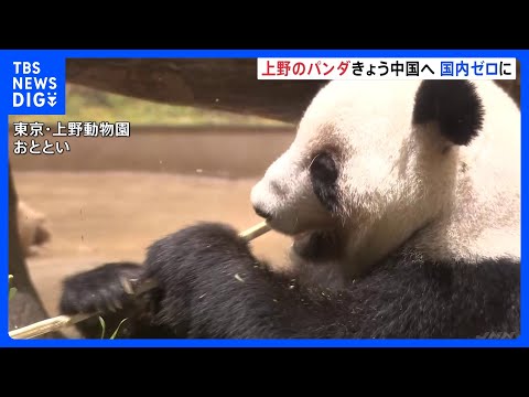 「会えなくなるのは寂しい」東京・上野動物園の双子パンダきょう中国へ向け出発　54年ぶりのパンダ不在に　園には別れを惜し… サムネイル