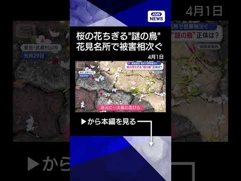 【ニュース】満開の桜をちぎって落とす“謎の鳥”正体は？　絶景名所で被害相次ぐ【スーパーJチャンネル】(2026年4月1… サムネイル