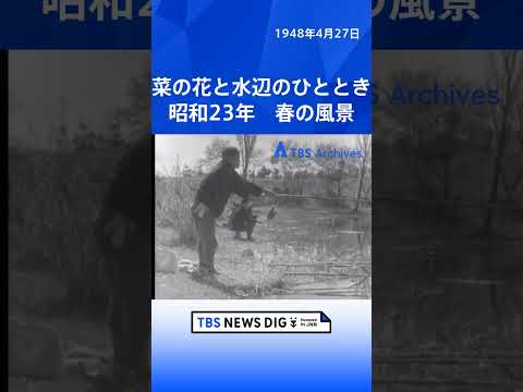 菜の花と水辺のひととき　昭和23年 春の風景｜TBS NEWS DIG shorts サムネイル