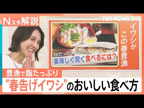 1匹なんと38円？！“春を告げる”イワシが日本海側で豊漁に！　この春おすすめのイワシの食べ方は？【Nスタ解説】｜TBS… サムネイル