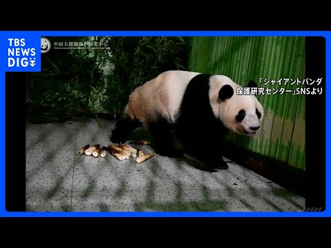 中国返還の双子パンダ 飼育施設に到着 「シャオシャオ」と「レイレイ」 施設周辺には見守る日本人の姿も「無事に着いてホッ… サムネイル