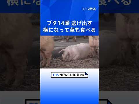 横になって草を食べるブタも？ 国道にブタ14頭が逃げ出すも全頭捕獲　運搬中のトラックから逃げ出す　愛知・西尾市｜TBS… サムネイル