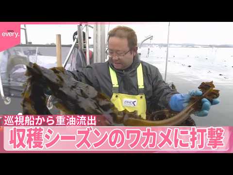 【重油流出】巡視船から油漏れ  収穫シーズンのワカメに打撃 サムネイル