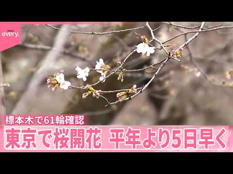 【東京で桜開花】平年より5日早く  きのうは2輪  きょう61輪確認 サムネイル