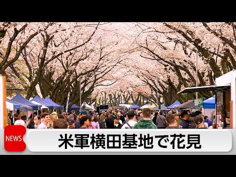 米軍横田基地でサクラ・スプリング・フェスティバル　散りゆく桜を惜しむ来場者 サムネイル
