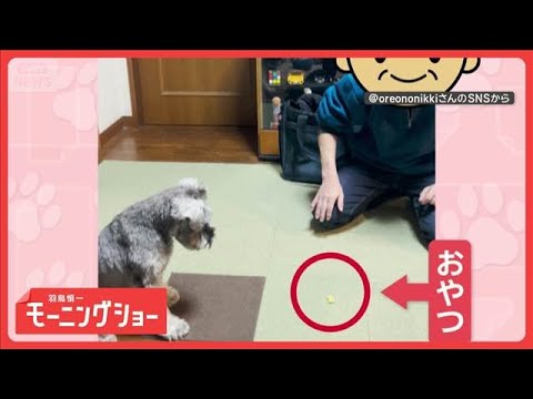 興味ないふりして…　おやつに一直線！　“フェイント”で油断させるワンちゃん【羽鳥慎一モーニングショー】(2026年1月… サムネイル