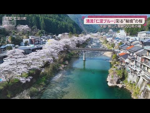 清流「仁淀ブルー」が彩る”日本一”美しい秘境の桜 宇宙を旅した樹齢500年の種(2026年3月29日) サムネイル