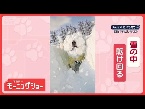 まるで雪だるま　テンション上がりすぎ？　雪に顔から突っ込むワンちゃん　【羽鳥慎一モーニングショー】(2026年2月5日) サムネイル