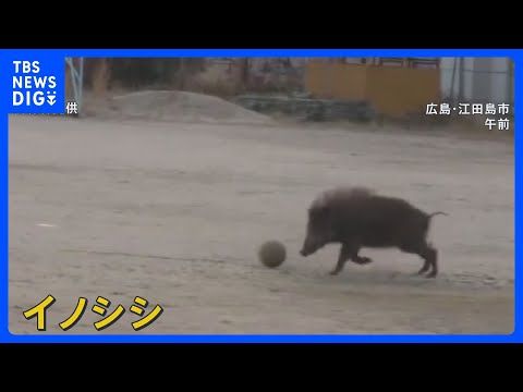 サッカーしている？小学校のグラウンドにイノシシ 鼻や前足使ってボール転がす姿　広島｜TBS NEWS DIG サムネイル
