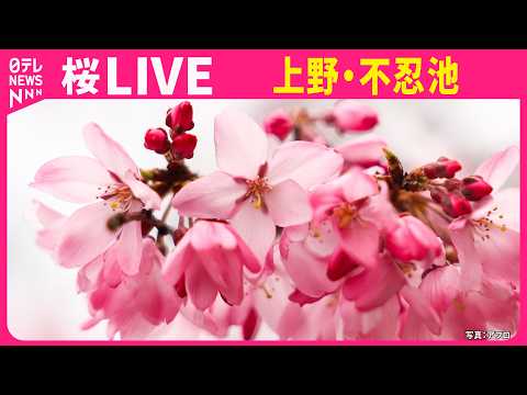 【🌸みんなでお花見🌸】桜の開花状況は？　上野公園 不忍池ライブカメラ ──Cherry blossoms at Shi… サムネイル