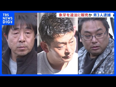 象牙を違法に販売した疑いで買取販売会社の代表の男ら3人逮捕 約108万円を得たか　警視庁｜TBS NEWS DIG サムネイル