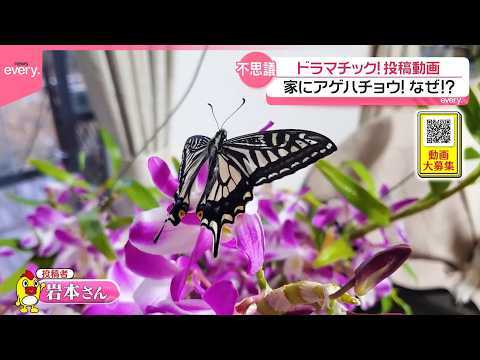 【投稿動画】家の中にアゲハチョウ出現！驚きの理由とは『every.特集』 サムネイル