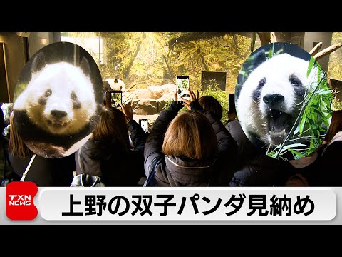 上野動物園の双子パンダ　最終観覧日迎え多くのファンが別れ惜しむ サムネイル